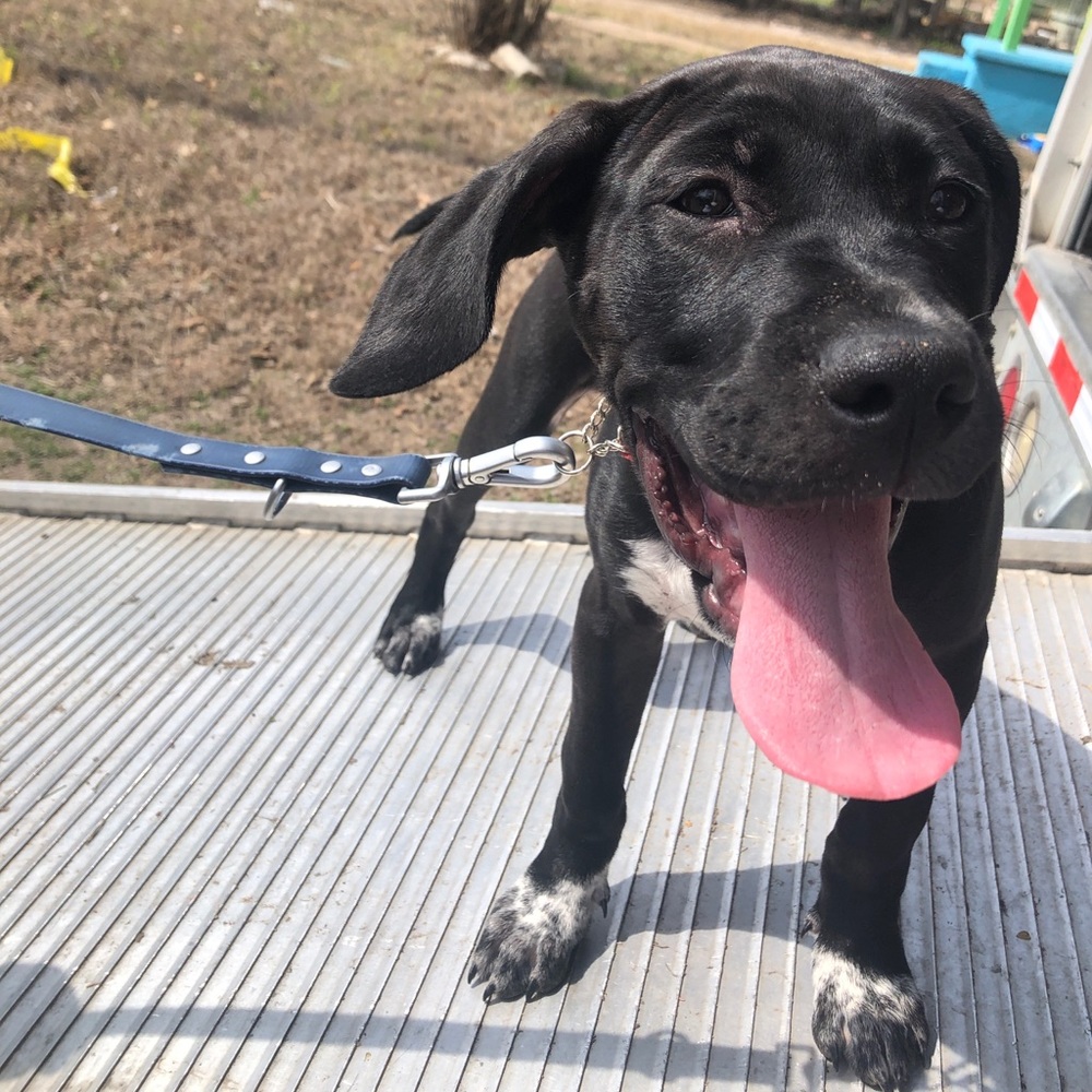 Meet your Posher, Abigail